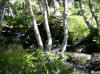 ruisseau de riutord