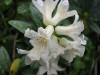 rhododendron