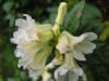 rhododendron