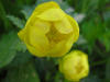 FLEURS DES PYRENEES